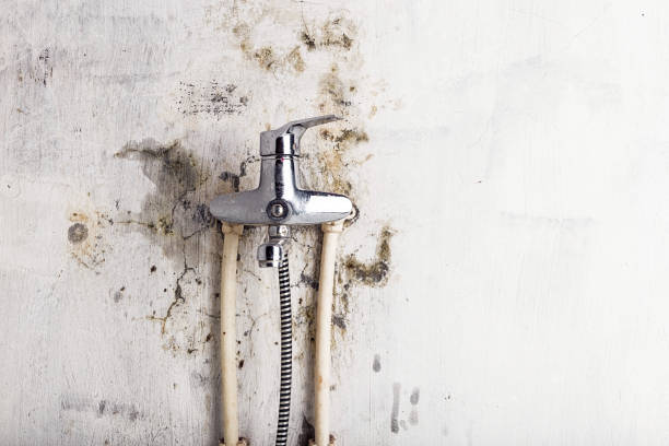 Best Mold Removal Process  in Wellington, KS