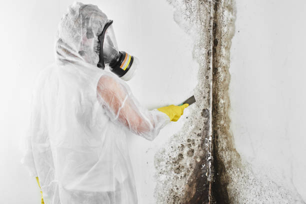 Best Certified Mold Removal  in Wellington, KS