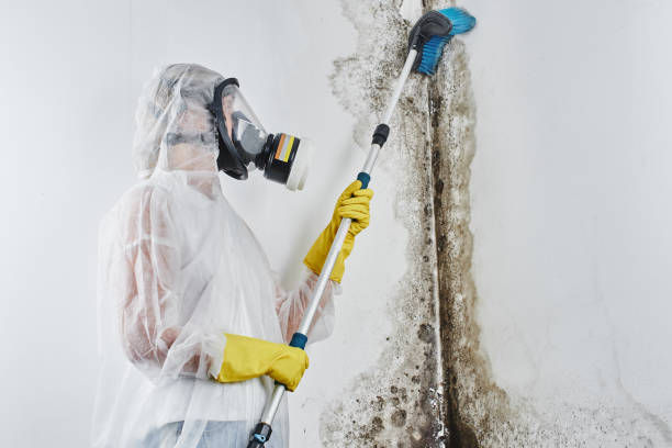 Best Black Mold Removal  in Wellington, KS