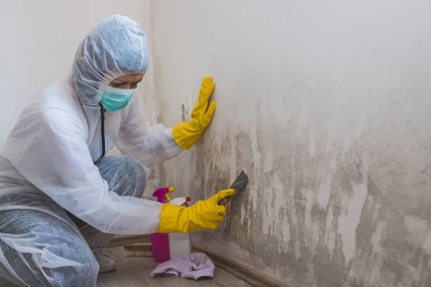 Best Mold Removal Near Me  in Wellington, KS