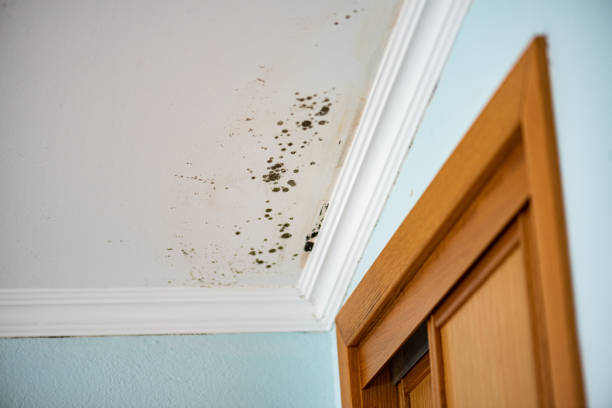 Best Professional Mold Removal  in Wellington, KS