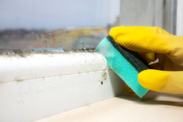 Best Office Mold Removal Services  in Wellington, KS