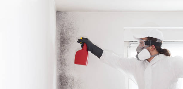 Best Fast Mold Removal  in Wellington, KS