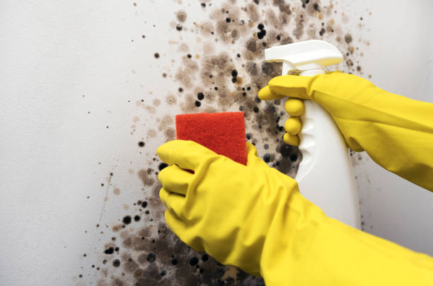 Best Commercial Mold Removal  in Wellington, KS