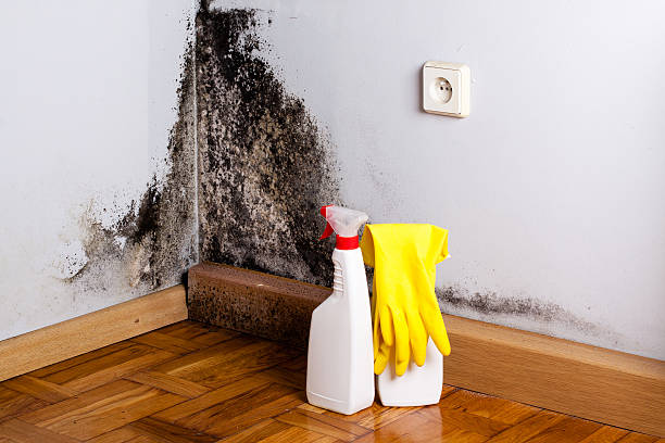 Best Local Mold Removal Service  in Wellington, KS