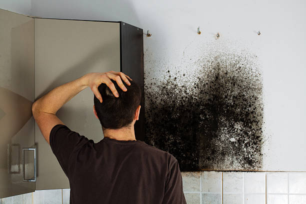 Best Mold Damage Repair  in Wellington, KS