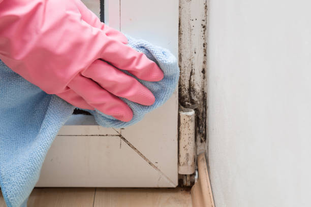 Best Mold Removal Company Near Me  in Wellington, KS