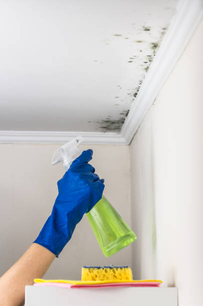 Best Same-Day Mold Removal  in Wellington, KS