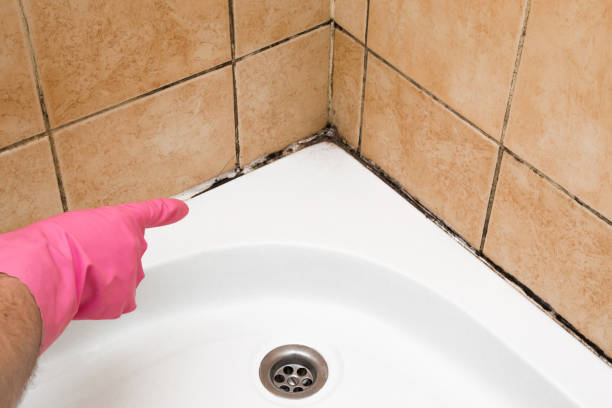 Trusted Wellington, KS Mold Removal Experts